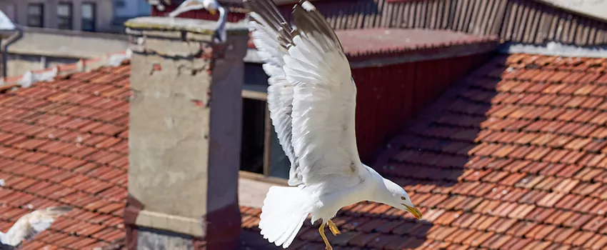 Residential Chimney Animal Removal Solution in Takoma Park, MD